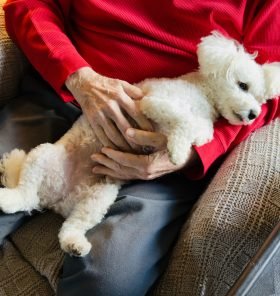 In this picture this little dog is relaxing on his owner laps. Feeling very relaxed with belly up and happy. This is a Maltipoo breed. It is hypoallergenic and well-suited for apartment living due to minimal exercise needs, but can be prone to separation anxiety and barking. Located in Corona, California. January 2026